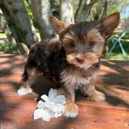 Snickerdoodle - Chocolate, tan and white female Yorkshire Terrier puppy in Florence, Alabama from Ashley's Yorkshire Terriers