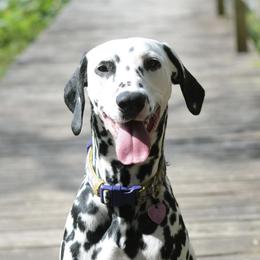 Reggie - Dalmatian