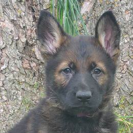 Beretta z Zaruka CGC - Sable German Shepherd puppy in West Plains, Missouri from Zaruka German Shepherds
