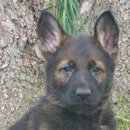 Beretta z Zaruka CGC - Sable German Shepherd puppy in West Plains, Missouri from Zaruka German Shepherds