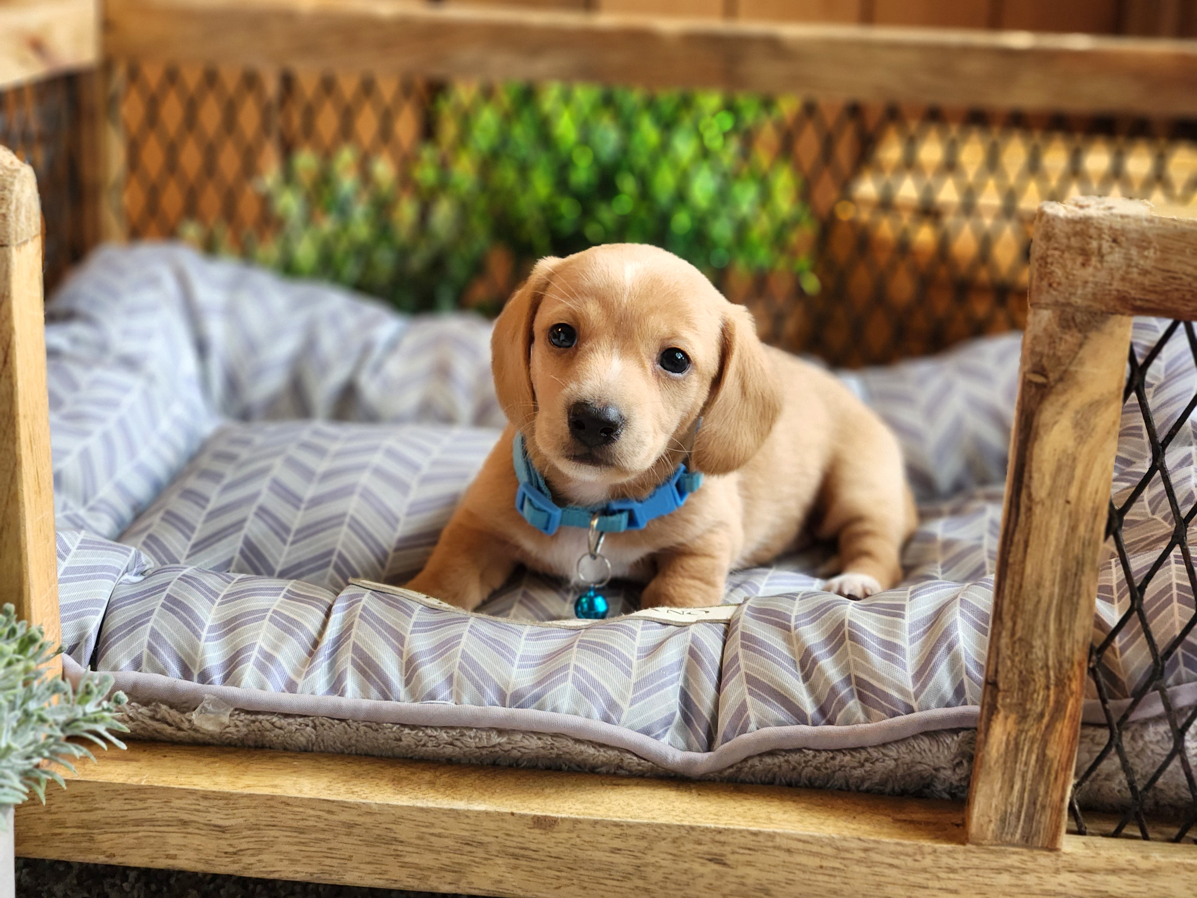 AKC Meet Georgio :) - Cream male Dachshund puppy in Centerville, Iowa from Barnyard Dachshunds, Dals & Doodles