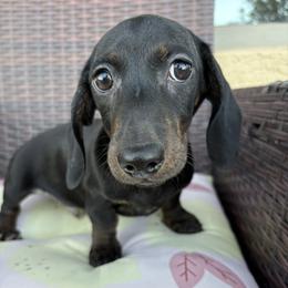 Happy - Chocolate male Dachshund puppy in Tonopah, Arizona from Brandie's Dachshunds