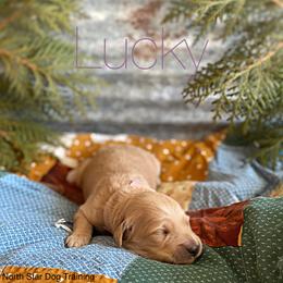 Goldendoodle Puppies from North Star Dog Training