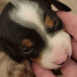 Dachshunds from Catherine's Mini Dachshunds