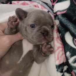 French Bulldog Puppies from Jen Haney