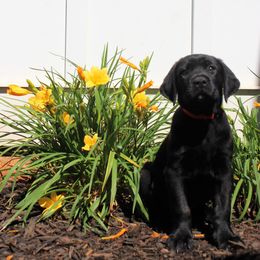 Labrador Retriever Puppies from Lacey Adkins