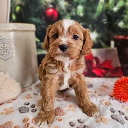 Gabe - Red male Cavapoo puppy in Lebanon, Missouri from Perkins Pups
