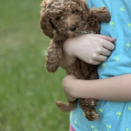 Teal collar - Red  male Goldendoodle puppy in Lake Butler, Florida from Providence Ranches