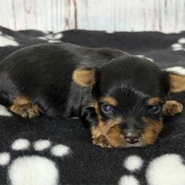 Male Yorkie - Blue and gold male Yorkshire Terrier puppy in Monticello, Iowa from Ashley’s Puppies