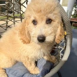 Prince - Cream male Goldendoodle puppy in Pensacola, Florida from Goldendoodles Love You in Pensacola Friend Edition