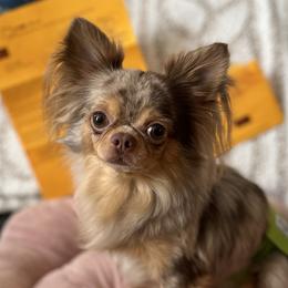Figg - Chihuahua