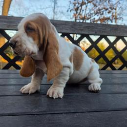 Tianna 2700.00 - Red and white female Basset Hound puppy in Denison, Texas from Emma Lou's Baby Bassets
