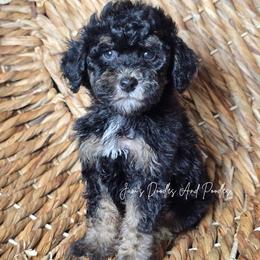 Boone - Tri-color male Bernedoodle puppy in Cleveland, Georgia from Jam's Doodles And Poodles