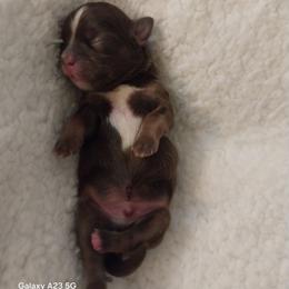 Trooper - Chocolate male Shih Tzu puppy in Arcadia, Florida from Kitsune Cuddles and kisses