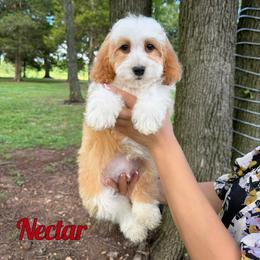 Nectar - Red male Bernedoodle puppy in Mount Vernon, Missouri from PoodlelyDoodlely