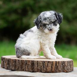 Sky - Merle male Cockapoo puppy in Seattle, Washington from Sweet Home Doodles