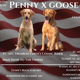 Labrador Retriever puppies from TLC Retrievers