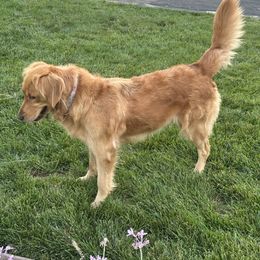 Golden Retriever All Grown Up from Sun Ridge Goldens