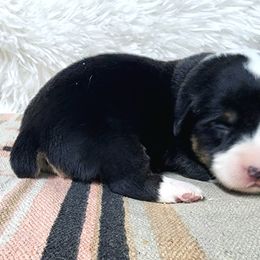 RM Female 2 - Black and tan female Pembroke Welsh Corgi puppy in Duluth, Minnesota from Up North Corgis