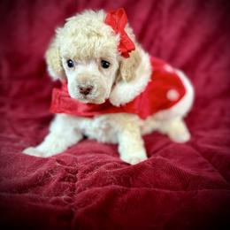 Crystal - White female Poodle puppy in Newcomerstown, Ohio from Sheri’s Lil Angel’s