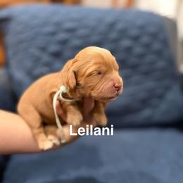 Leilani - Caramel red female Australian Labradoodle puppy in Alamo, Texas from QuiSal Labradoodles