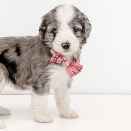 Aussiedoodles, Cavapoos, and Goldendoodles from Grace Acres Puppies