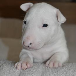 Dante - male Bull Terrier puppy in Cincinnati, Ohio from HP BULL’S
