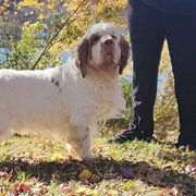 Slurpee - Clumber Spaniel