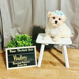 Maltese, Maltipoo, Poodle, and Yorkshire Terrier Puppies from Paw Perfect Pets