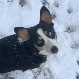 Jersey - Pembroke Welsh Corgi