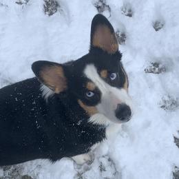 Jersey - Pembroke Welsh Corgi