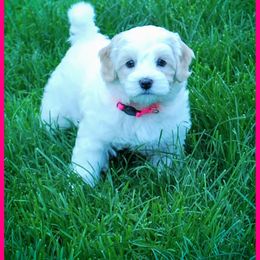 Mochi - Red female Australian Labradoodle puppy in Ferndale, Washington from Whispering Winds Australian Labradoodles