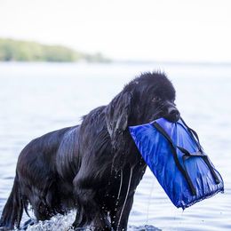 Newfoundlands from Neonates