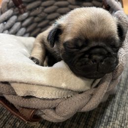 Light Blue - Fawn male Pug puppy in New Tazewell, Tennessee from Sweet Warner Pugs