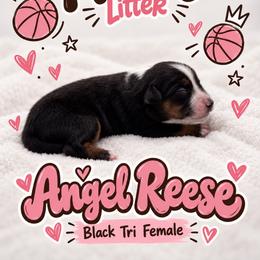 Angel - Black tri female Miniature Australian Shepherd puppy in Cave Creek, Arizona from Arizona Aussies