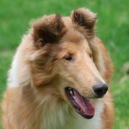 Collies from Devinwood Collies