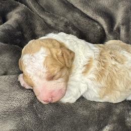 Goldie - Apricot male Goldendoodle puppy in Ocala, Florida from The Treasured Puppies Department