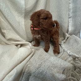 Orange - Red  female Poodle puppy in Sacramento, California from Golden doodles  Lovers