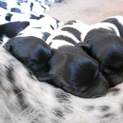 Stabyhoun Puppies from Fryske Point