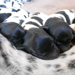 Stabyhoun Puppies from Fryske Point