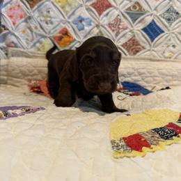 Ashton - Chocolate and tan female Dachshund puppy in Cabool, Missouri from Hidden Valley Farms