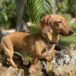 Bailey - Dachshund
