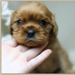 Cavalier King Charles Spaniel Puppies from Applewood Cavaliers
