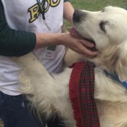 Golden Retrievers from Blair Family Goldens