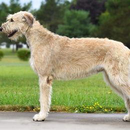 Khaleesi  - Irish Wolfhound