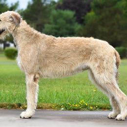 Khaleesi  - Irish Wolfhound