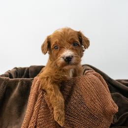Birkenstock (Red girl) - Red  female Goldendoodle puppy in Lafayette, Alabama from Sweethaven Kennels