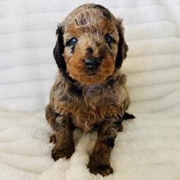 Freedom - Blue merle male Aussiedoodle puppy in Calimesa, California from Teakwoodpoodleofsocal