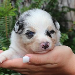 BMM3 - McGibbon - Blue merle male Miniature Australian Shepherd puppy in Goliad, Texas from Sassy Lil Aussies and Diamond W Poodles