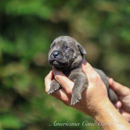 Bianca - Gray female Cane Corso puppy in Cable, Ohio from Americana Cane Corso